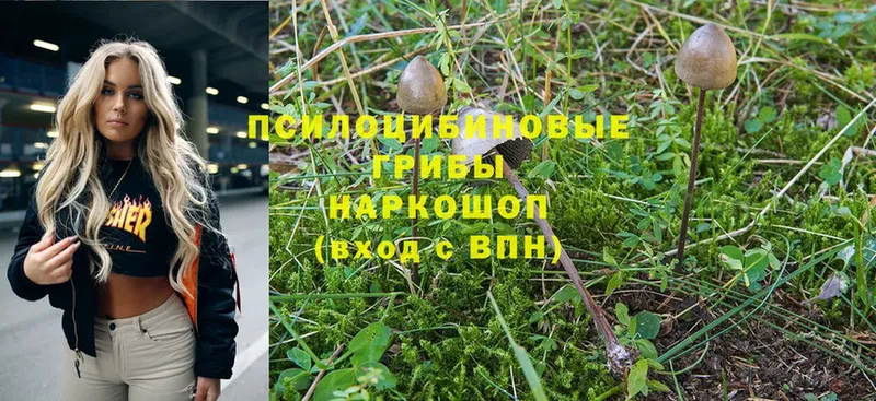 Псилоцибиновые грибы Psilocybe  MEGA   Бор 